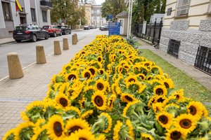 Prie Ukrainos ambasados – beveik 1 tūkst. saulėgrąžų žiedų: vilniečiai kviečiami aukoti ir pasiimti žiedą