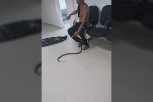 Brazilija: nuodingos gyvatės įgeltas vyras atvyko į ligoninę su ropliu rankose