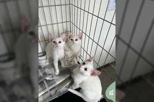 4 balti ir švelnūs „debesėliai“ laukia savo žmogaus: apdovanos meile ir murkimu