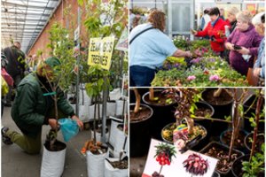 Didžioji sodinukų mugė – vieta ir laiko tvarkaraščiai bei svarbiausios naujienos: senosios veislės ir egzotika