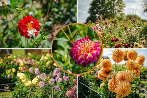 Jurginų karalystę lanko ne tik žmonės iš visos Lietuvos, viena viešnia ten – ypatinga, tik kalbėti ji nemoka