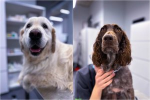 Erkės ir jų keliamas pavojus šunims: ką svarbu žinoti ir kaip apsisaugoti