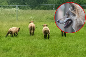 Kruvina puota Rokiškio r.: aukomis tapo 22 avys ir veršiukas