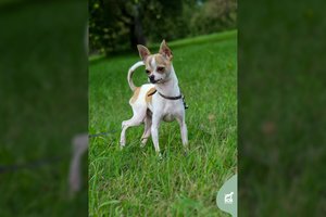 Vos 2,4 kg sveriantis liūtaširdis – visiškas „velcro“ šuniukas: iki idealo liko išmokti vieną dalyką