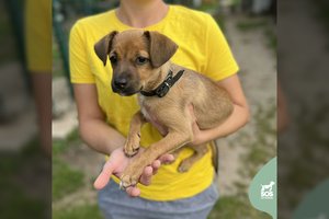 2–3 mėn. mažylę beširdžiai paliko vieną likimo valiai: įspėja, kad kokio ūgio ji bus – nežinia