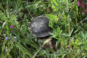 Ūkininkams numatė dotacijų – jos pasieks tuos, kurie saugomose teritorijose rūpinsis augalų bei gyvūnų buveinėmis