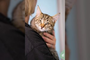 Žaismingas 4 mėn. mažylis vos apsipratęs su naujais žmonėmis užkuria savo motoriuką