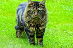 Paaiškino, kodėl katėms ir katinams reikalingi ūsai ir kaip pagal juos nustatyti augintinio nuotaiką