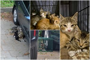 Išgelbėjo katę su 4 kačiukais nuo siaubingos lemties ir prašo pagalbos