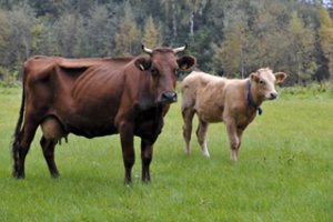 Vyriausybė: nuo kitų metų liepos Žemės ūkio duomenų centras turėtų tapti akcine bendrove