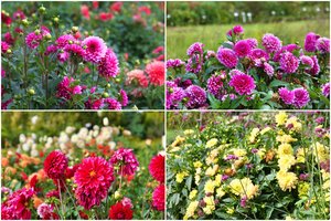 Lankymas nemokamas, o vaizdas abejingų tikrai nepaliks: į Kauno centrą atkeliauja tūkstančiai jurginų žiedų