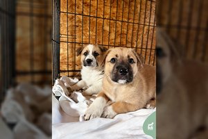 Išgelbėjo nuo mirties užkasant gyvas: draugiškos sesutės trokšta gerų žmonių rankų