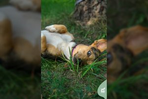 Dvejų metų gražuolei ieškoma ypatinga šeima, kuri būtų to verta 