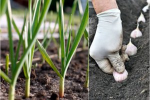 Pagrindinė klaida sodinant žieminius česnakus: kartą įsidėmėję, gerą derlių turėsite kasmet