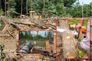 Prisidirbo: kaunietis savo sklype iškirto 95 medžius – dabar turės atlyginti milžinišką žalą 