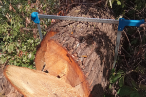 Privačiame sklype Kaune neteisėtai iškirsti medžiai: žala aplinkai siekia apie 50 tūkst. eurų