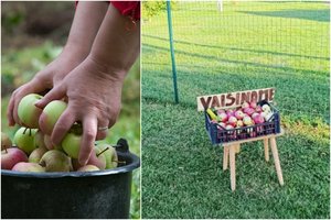 Po gausaus derliaus – gerumo akcija, kuri vietinius priverčia nusišypsoti: „Vaišiname“