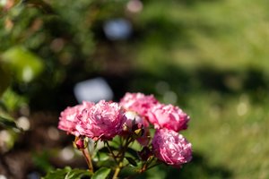 Rožių žiedai džiugins iki pat pirmųjų šalnų – tereikia atlikti nesudėtingą darbelį