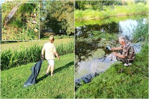 Kėdainių r. – tragiški vaizdai: tvenkinyje išgaišo daugybė žuvų