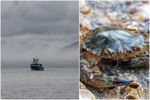 Dingus dešimtims milijardams krabų – tolesni mokslininkų tyrimai: prognozės niūrios