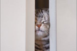 Įspėjimas: šiuo paprastu veiksmu galite sukelti savo katei ir kančią