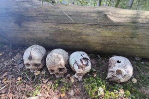 Anykščių rajone – šiurpus radinys: spėjamai vaikų kaukolės su kulkų žymėmis