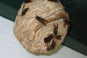 Dar vienas įspėjimas dėl Azijos širšių „žudikių“ invazijos: JK piko dar nepasiekė