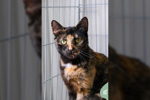 Švelni, bet gatvėje likimo paženklinta katė laukia tų, kurie nepabijos ją pamilti