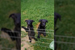 Du prieglaudoje užsibuvę broliukai trokšta ištrūkti į namus: dėl dydžio galima tik spėlioti