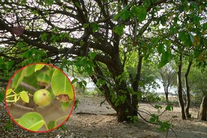 Šis medis – nuodingiausias pasaulyje: po juo pavojinga net stovėti