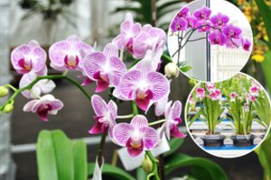 Šios priemonės dar tikrai neišbandėte: ja palaistę orchidėjas – neatsidžiaugsite žiedais