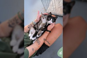 Užrištame maiše mirti palikti kačiukai net ir po žiaurios išdavystės dievina žmones ir trokšta namų