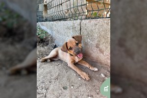 Įspėja dėl 3 mėn. šunytės angelo akimis: namų ieškanti gražuolė – aštriadantė piranija