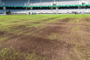 Bulviakasis Kaune? Penktadienio rungtynėms gelbėtos stadiono vejos būklė – kritinė