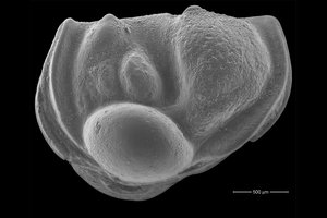 Ostrakodai – nuo Ordoviko eros tebegyvenantys mikroorganizmai