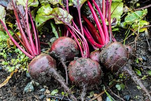 Rugsėjį palaistykite burokėlius šiuo užpilu: žiemą turėsite didelius ir saldžius 