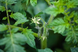 Niekada daugiau neišmetu pomidorų lapų: jei tik anksčiau būčiau žinojusi, kokią jie turi naudą