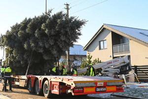 Gargžduose – Kalėdų eglės paieškos: miesto gyventojai kviečiami prisidėti prie iniciatyvos