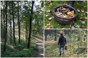 Priminimas grybautojams: patarė, ko negalima pamiršti pasiklydus ir kaip rasti kelią atgal