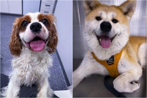 Pavojus, kurio negalima ignoruoti: kaip apsaugoti savo kalytę nuo pieno liaukų navikų?