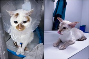 Kačių pieno liaukų vėžys: pavojus, kurio negalite ignoruoti
