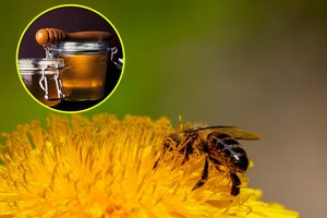 Neramios žinios iš bitininkų: karščiai išdžiovino augalus, pranašauja vidutinį derlių