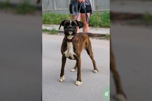 Visus sutiktus žmones ir vaikus įsimylinti Bitė turi vieną „bet“: ieškomi namai, kuriuose nebūtų kitų gyvūnų