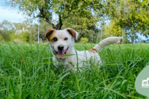 Drovus ir agresijos visiškai neturintis gražuolis ieško geriausio draugo visam gyvenimui
