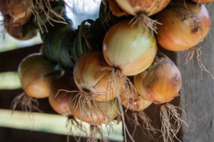 Nepadarykite šios klaidos ir svogūnų turėsite iki pavasario: kaip laikyti, kad nesudygtų