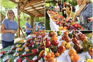 Pomidorininkų fiestos organizatorė pasidalijo šiųmečiu atradimu: tai ypatingos formos ir gero skonio pomidoras