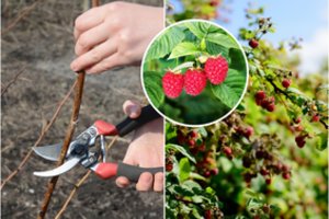 Paaiškino, kaip teisingai genėti aviečių krūmus: dauguma sodininkų tai daro ne taip, kaip reikia