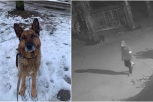 Šokiruojantis įžūlumas – iš gyvūnų prieglaudos naktį pagrobtas šuo: „Situacija išties rimta“