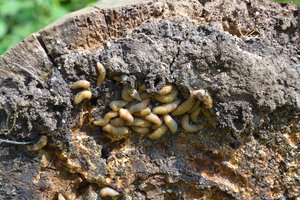 Baisu: viską siaubiančių invazinių kenkėjų daugėja nesuvokiamais tempais