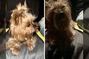 Kaune iš automobilio išmestas Jorkšyro terjeras grąžintas žiauriai pasielgusiam šeimininkui